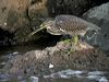 little_heron_015896