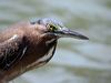 little_heron_040520
