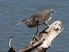 little_heron_099887