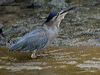 little_heron_314071