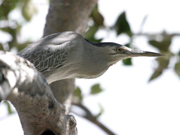 Little Heron little_heron_009767.jpg