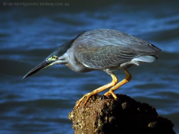 Little Heron little_heron_014066.jpg