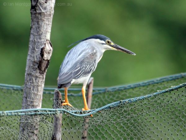 Little Heron little_heron_056665.jpg