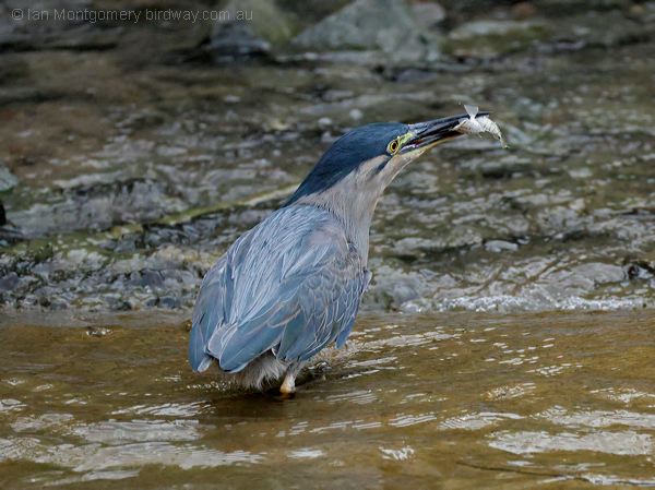 Little Heron little_heron_314038.psd