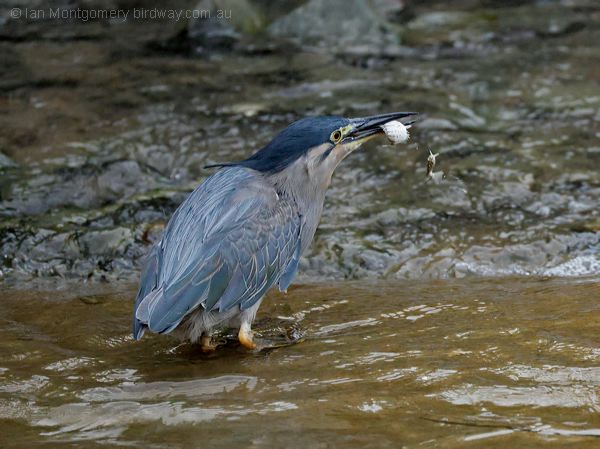 Little Heron little_heron_314053.psd