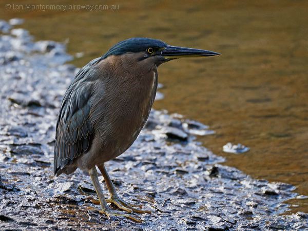 Little Heron little_heron_316827.psd