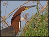 Click here to enter gallery and see photos of Rufescent Tiger Heron