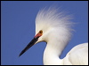 Click here to enter gallery and see photos of Snowy Egret
