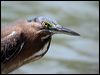 Click here to enter gallery and see photos of Striated Heron