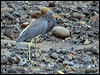 Click here to enter gallery and see photos of Tricolored Heron