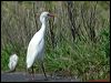 Click here to enter gallery and see photos of Cattle Egret