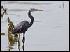 Click here to enter gallery and see photos of Western Reef Egret