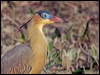Click here to enter gallery and see photos of Whistling Heron