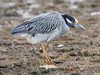 Click here to enter gallery and see photos of Yellow-crowned Night Heron