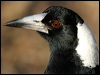 Click here to enter gallery and see photos/pictures/images of Australian Magpie