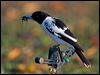Click here to enter gallery and see photos/pictures/images of Black-backed Butcherbird