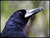 Click here to enter gallery and see photos/pictures/images of Black Butcherbird