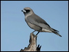Click here to enter gallery and see photos/pictures/images of Black-faced Woodswallow