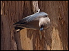 Click here to enter gallery and see photos/pictures/images of Dusky Woodswallow