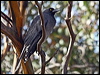 Click here to enter gallery and see photos/pictures/images of Grey Currawong