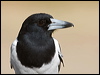 Click here to enter gallery and see photos/pictures/images of Pied Butcherbird