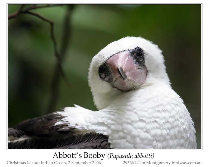 Photo of Abbott's Booby abbotts_boby_39566_pp