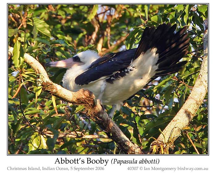 Photo of Abbott's Booby abbotts_booby_40307_pp