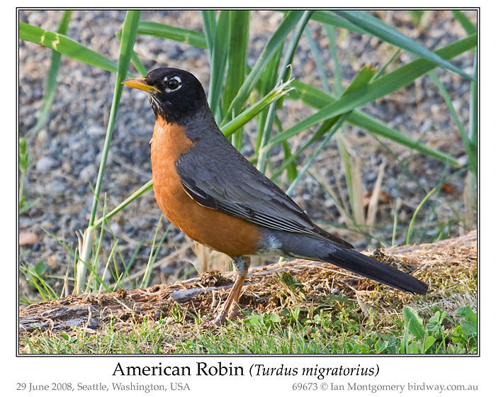 Photo of American Robin american_robin_69673