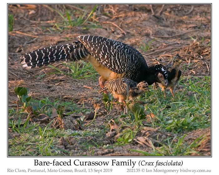 Photo of Bare-faced Curassow bare_faced_curassow_202135_pp