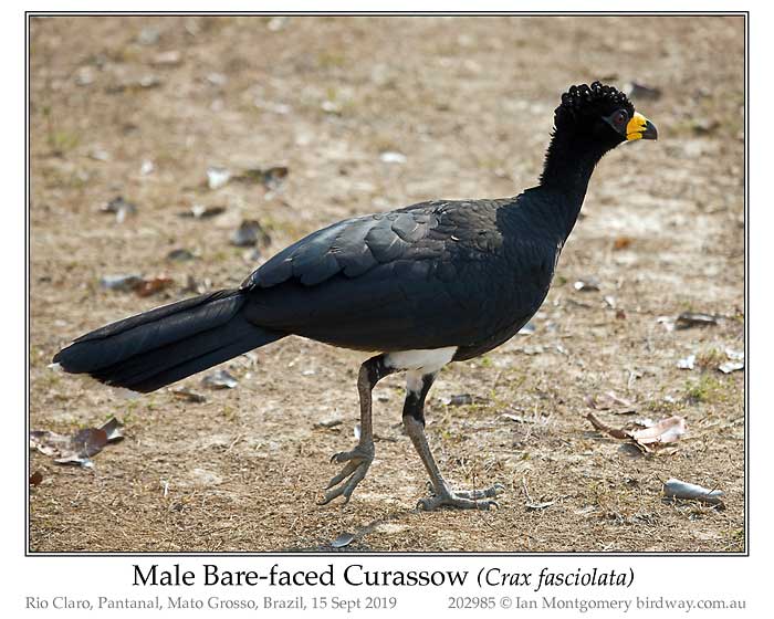 Photo of Bare-faced Curassow bare_faced_curassow_202985_pp