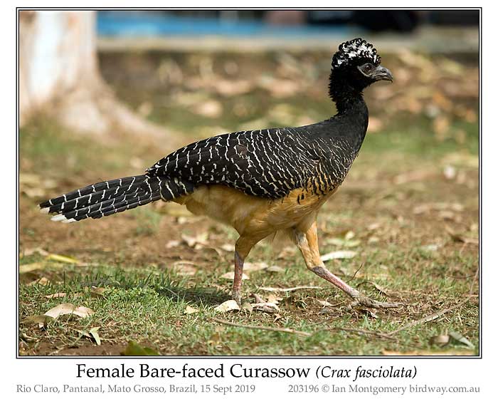 Photo of Bare-faced Curassow bare_faced_curassow_203196_pp