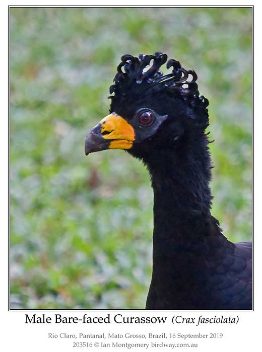 Photo of Bare-faced Curassow bare_faced_curassow_203516_pp