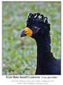 Click here to view the Irregular Bird #600 Bare-faced Curassow 24 March 2020