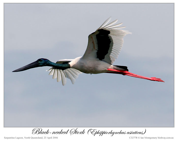 Photo of Black-necked Stork black_necked_stork_32778
