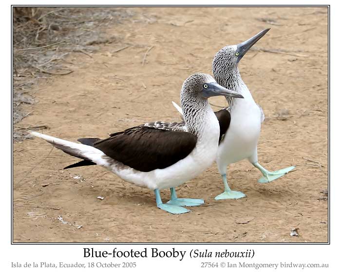 Photo of Name blue_footed_booby_27564_pp