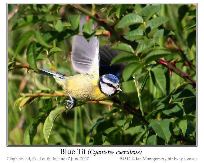 Photo of Name blue_tit_54512_pp
