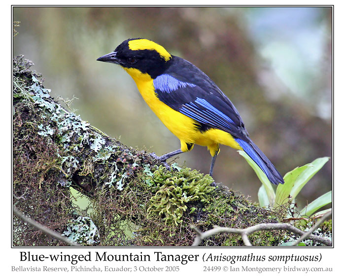Photo of Name blue_wing_mt_tanager_24499_pp