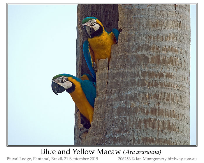 Photo of Name blue_yellow_macaw_206256_pp