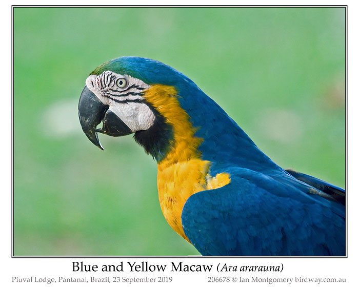Photo of Name blue_yellow_macaw_206678_pp