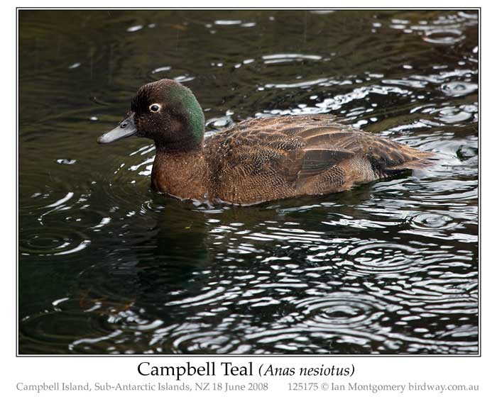 Photo of Campbell Teal Campbell Teal