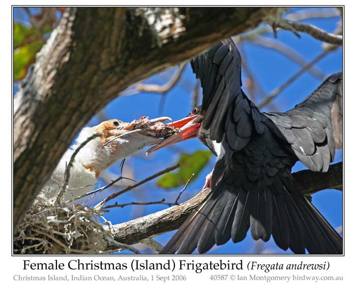 Photo of Christmas Island Frigatebird chris_is_frigatebird_40587_pp