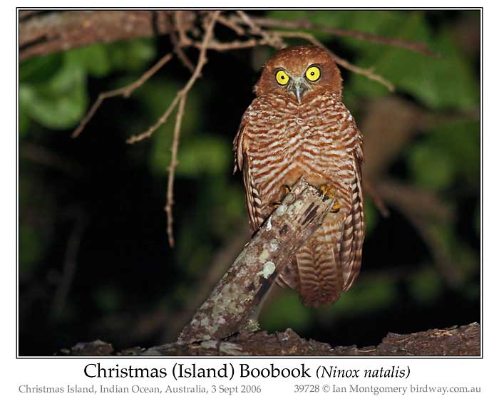 Photo of Christmas Island Boobook christmas_boobook_39728_pp