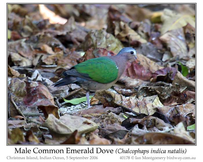 Photo of Common or Asian Emerald Dove common_emerald_dove_40178_pp