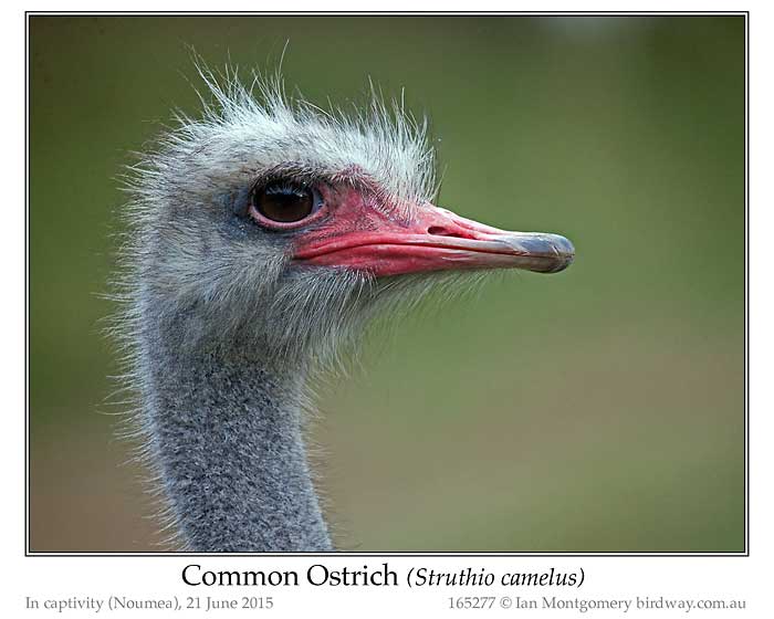 Photo of Common Ostrich common_ostrich_165277_pp