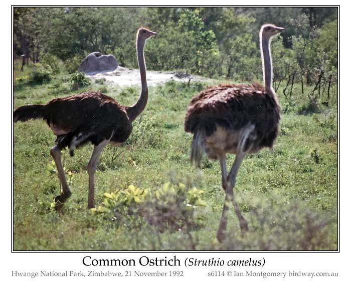 Photo of Common Ostrich common_ostrich_s6114_pp