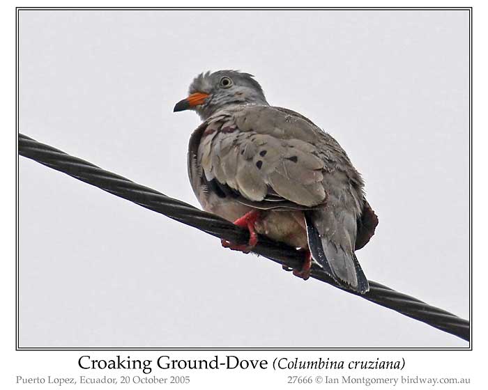Photo of Name croaking_ground_dove_27666_pp