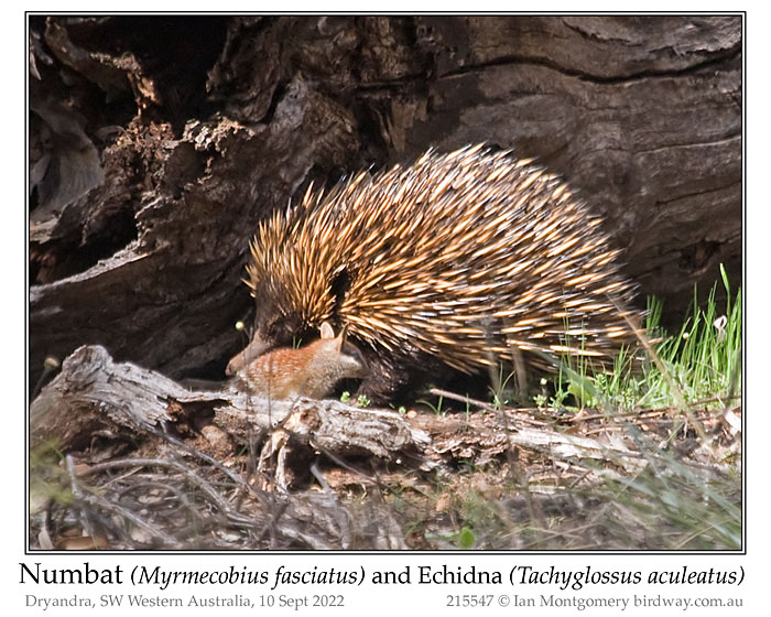 Photo of Echidna and Numbat echidna_numbat_215547