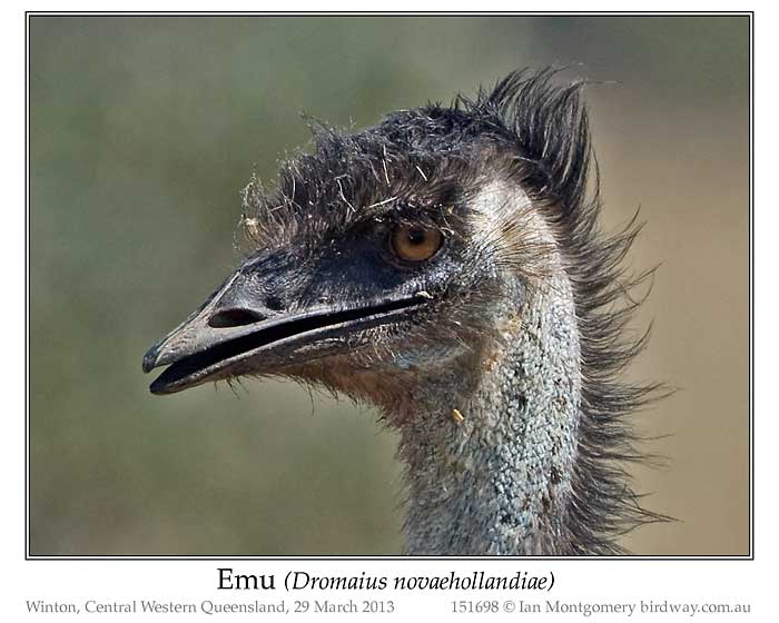 Photo of Emu emu_151698_pp