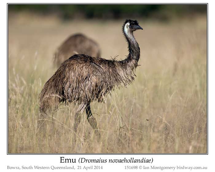 Photo of Emu emu_158127_pp