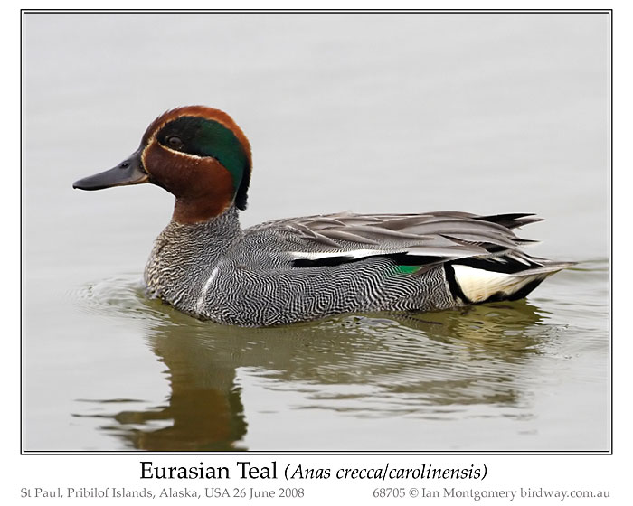 Photo of Eurasian Teal eurasian_teal_68705_pp